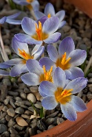 Crocus abantensis